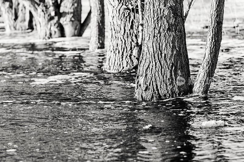 淹没了树木