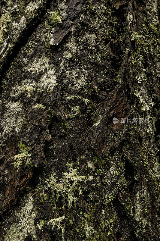 垂直特写的黄松树皮在雨林地衣苔藓