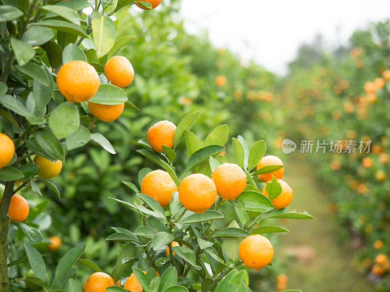 在一个花园的背景上，一个柑橘树的树枝与树叶和橘子的图像