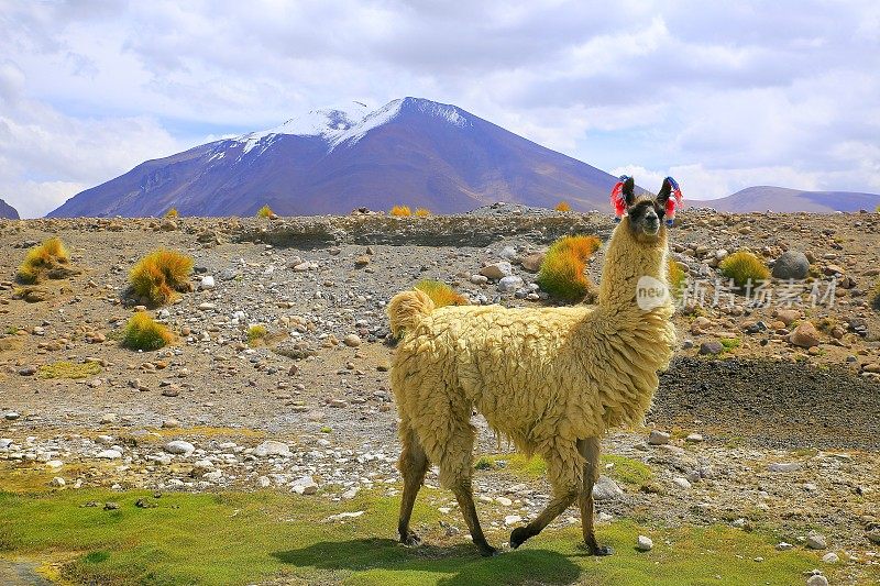安第斯羊驼，野生动物在玻利维亚安第斯高原和田园诗般的阿塔卡马沙漠，火山景观全景-波托西地区，玻利维亚安第斯，智利，Bolívia和阿根廷边境