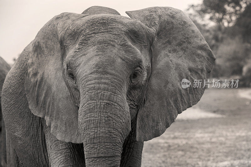 非洲象，塞洛斯野生动物保护区，坦桑尼亚