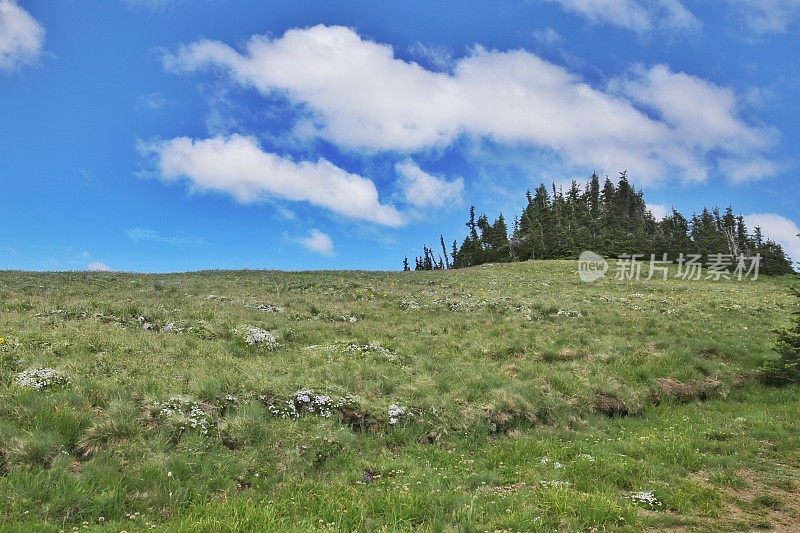 飓风岭山径，奥林匹克国家公园，西澳