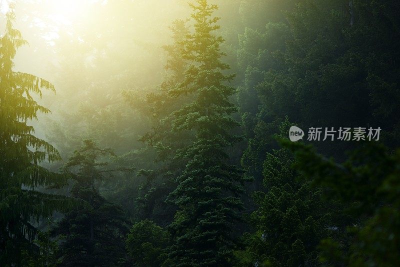 雾蒙蒙的神秘的森林