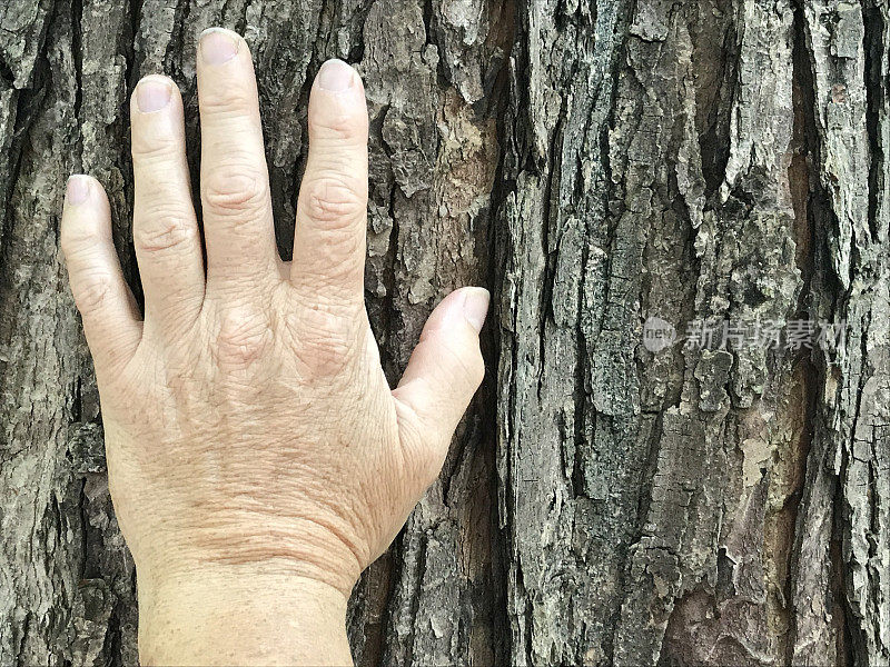 女人的手在老树干上