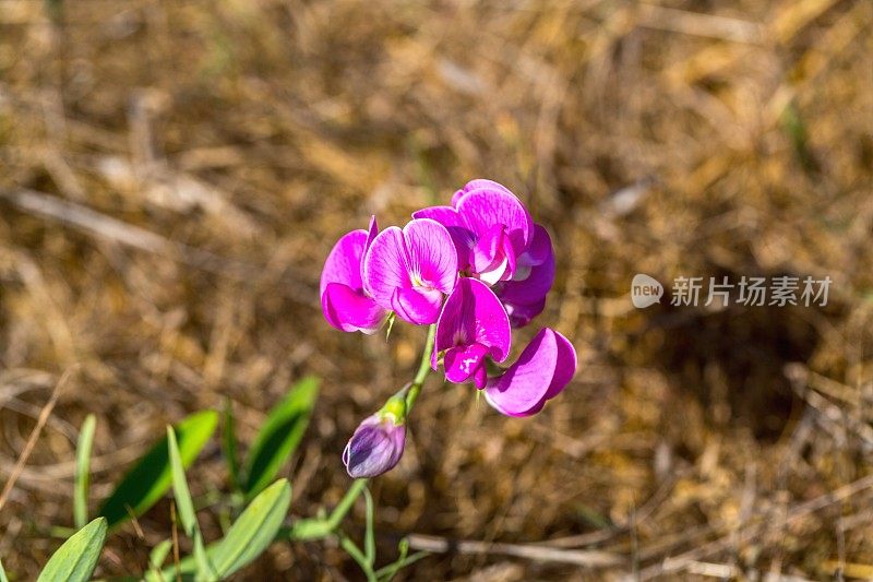 块茎石菖蒲的红色花