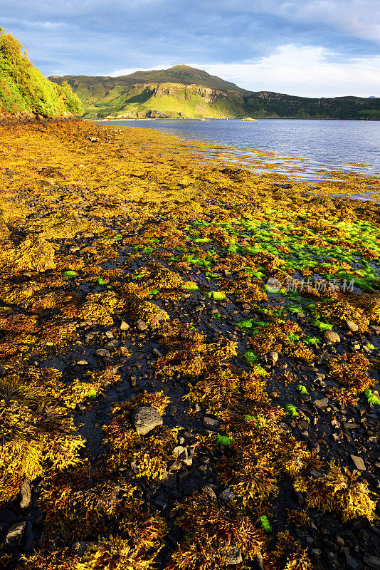 苏格兰波特里湖岸的海藻