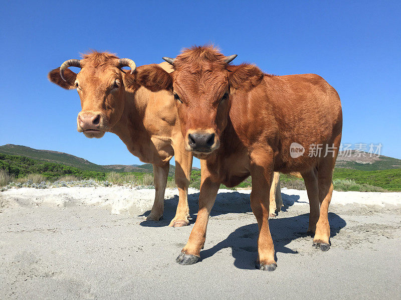 海滩上的两头奶牛