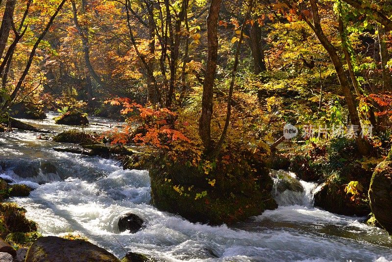 日本青森市秋天的磐濑山溪