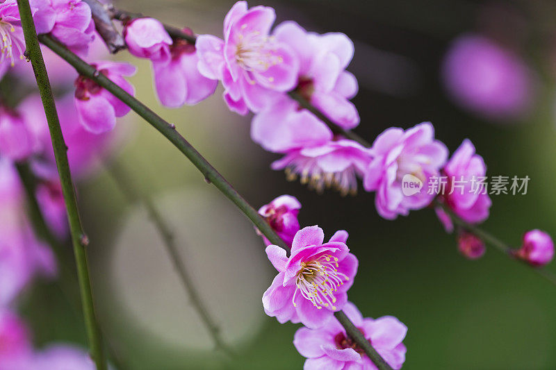 粉红梅花近了