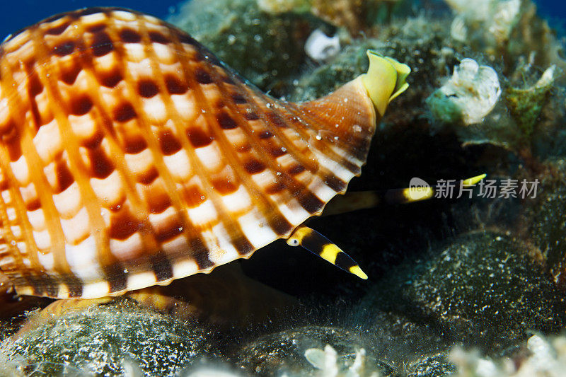 海神贝壳海洋生物水下呼吸器潜水员视角地中海