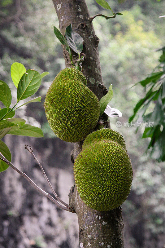 亚洲杰克水果挂在树上