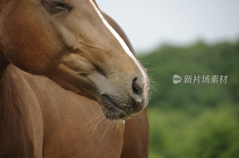 喝马