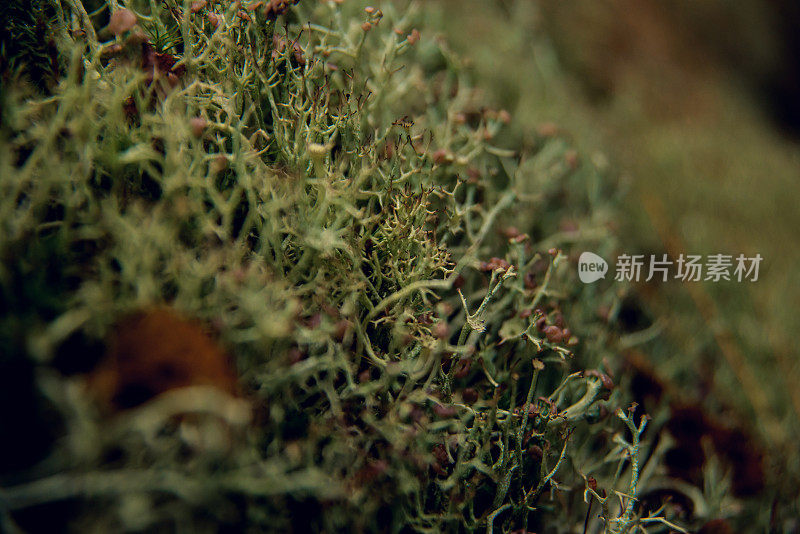 小水滴在绿色苔藓上日出与选择焦点和背光特写
