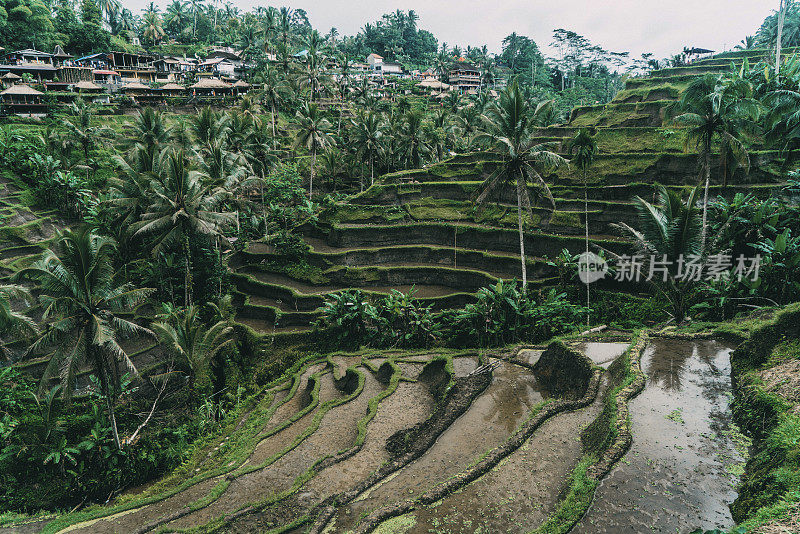 印尼巴厘岛的Tegallalang稻田风景