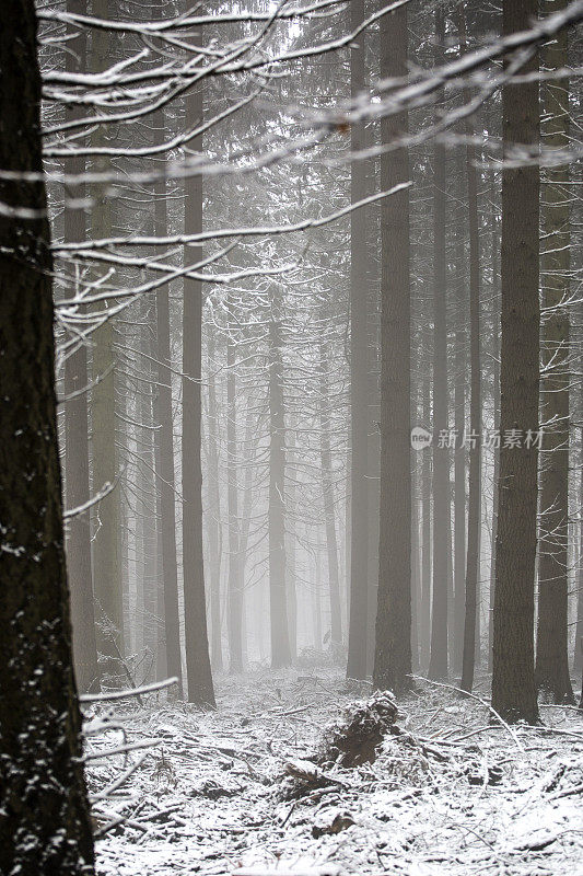 冬天的森林-白雪覆盖的树木