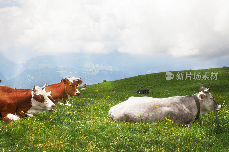 意大利阿尔卑斯山牧场上的奶牛