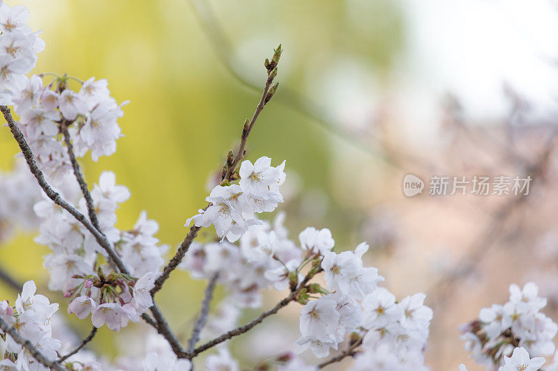 樱花盛开