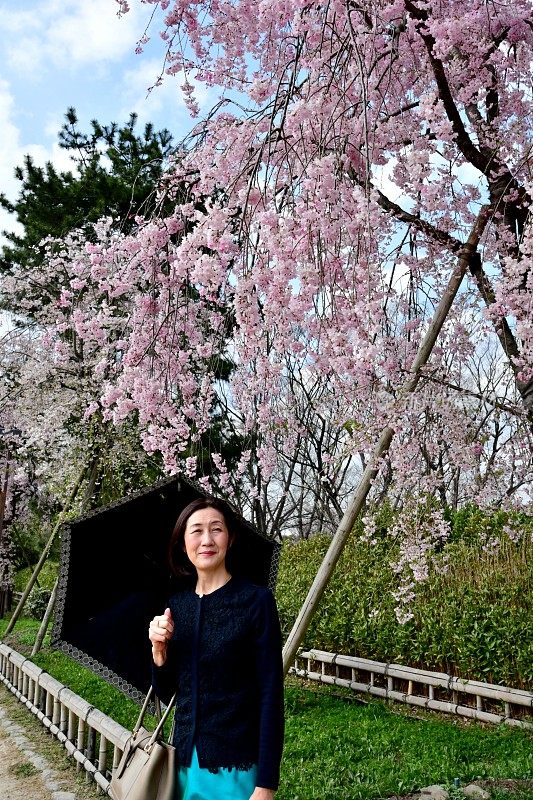 一名日本女子在京都加茂河畔欣赏樱花