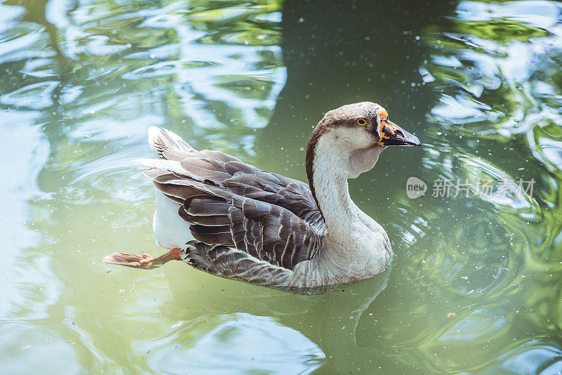 美丽多彩的鸭子在水里游泳。