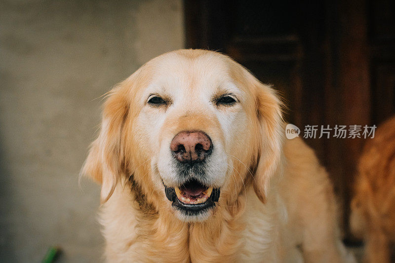 年轻漂亮的金毛猎犬在镜头前大笑