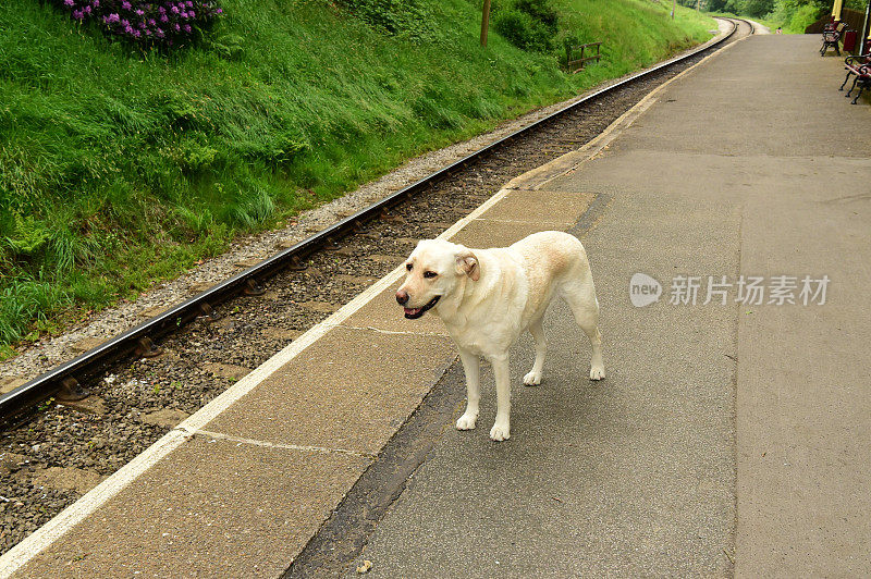 英国火车站的拉布拉多寻回犬