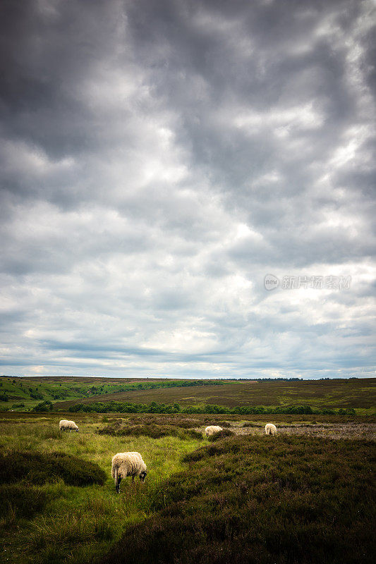 在英国北约克荒原国家公园放牧的绵羊