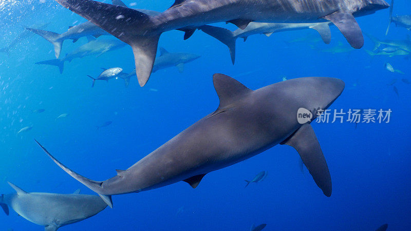 加拉帕戈斯鲨鱼群的特写镜头