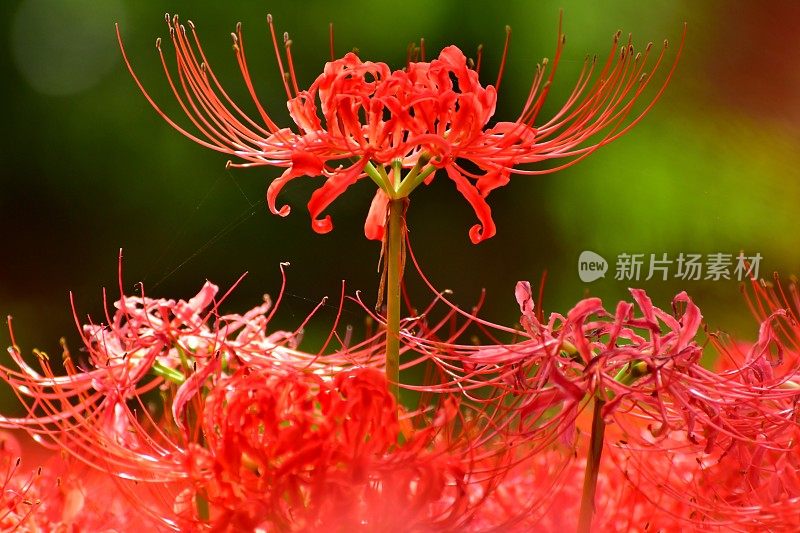 蜘蛛百合花，日高市，日本