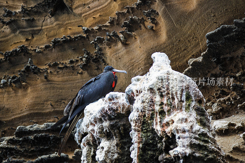 雄性华丽军舰鸟在Española岛在Galápagos群岛