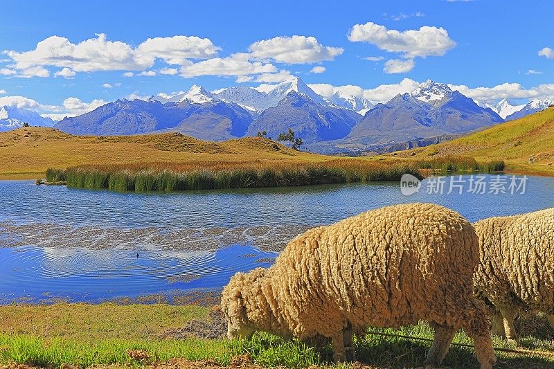 Sheeps和wilcacoella湖、非政府组织全景