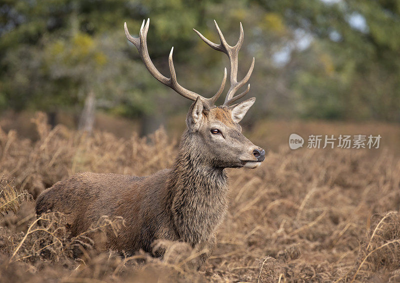 红鹿鹿