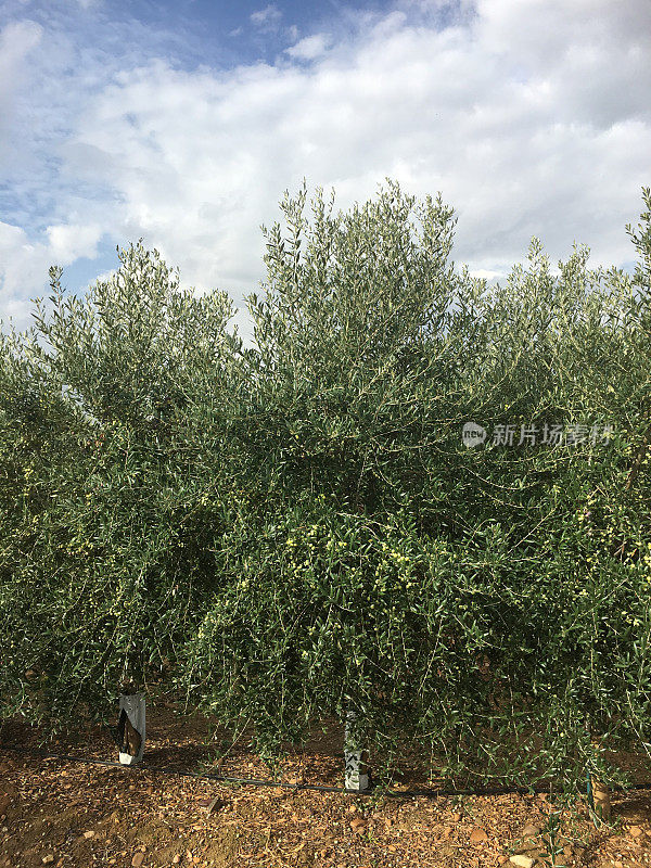 西班牙橄榄种植园