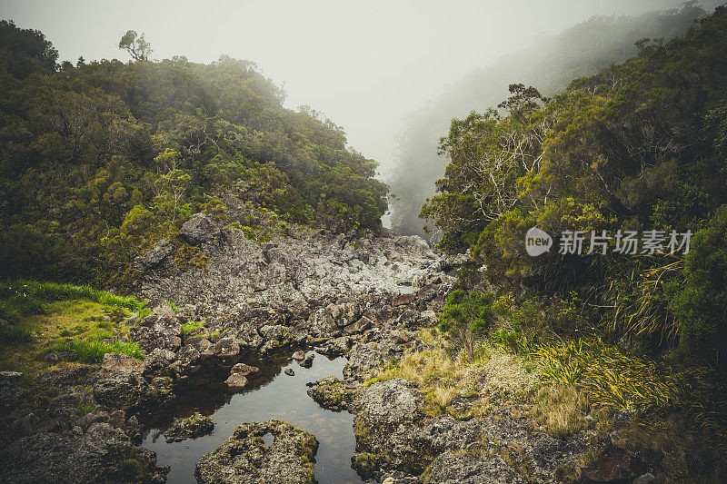 F?ret de bélouve留尼旺岛雨林