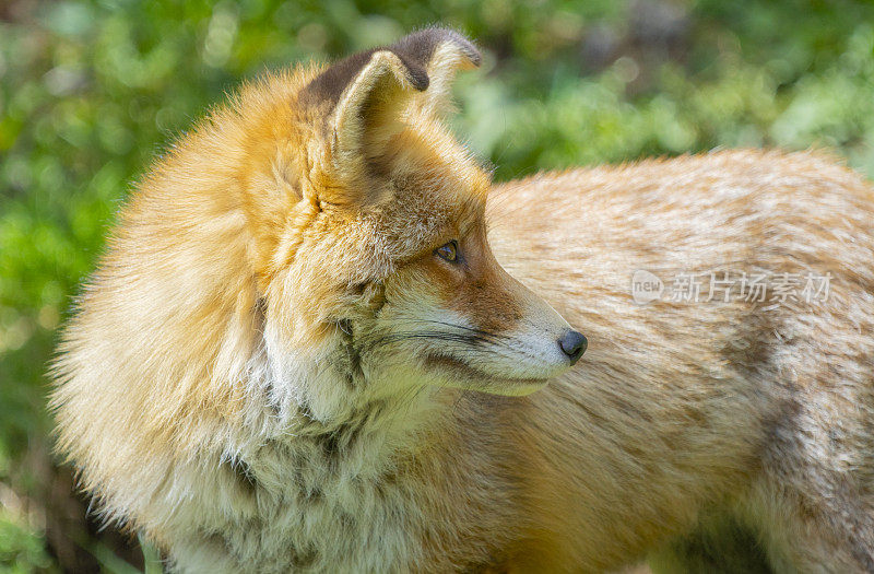 草原上常见的狐狸-比利牛斯