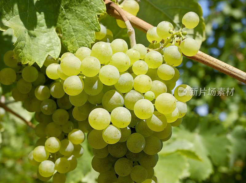 下奥地利多瑙河流域(斯皮兹)出产的白葡萄