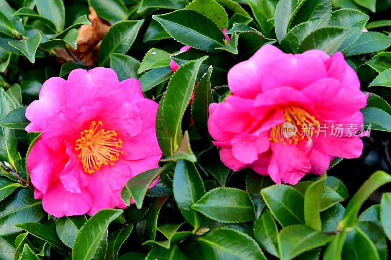 山茶花油茶花