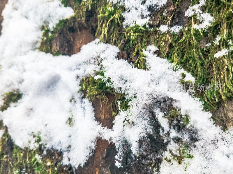 真正的圣诞树在下雪的一天