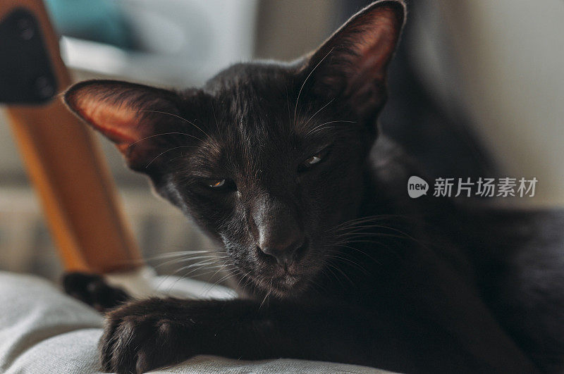 东方短毛猫