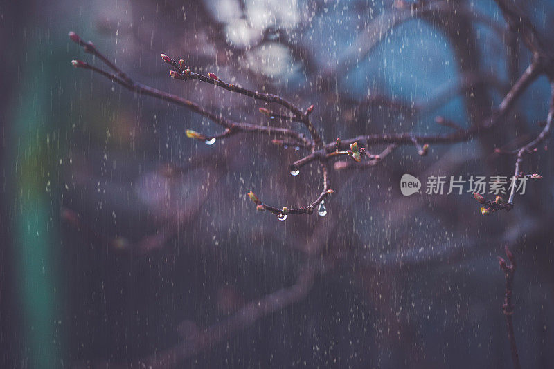 春天大雨淋在树枝上