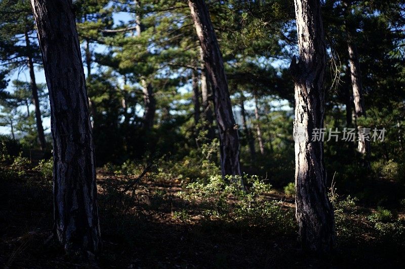 森林和树木细节