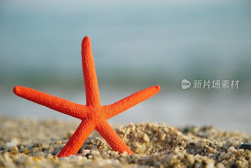 海滩上的红海星