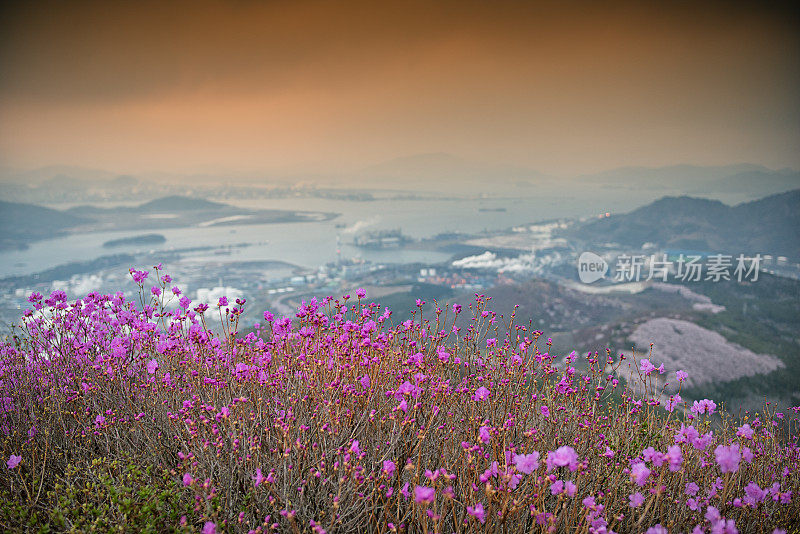 杜鹃花