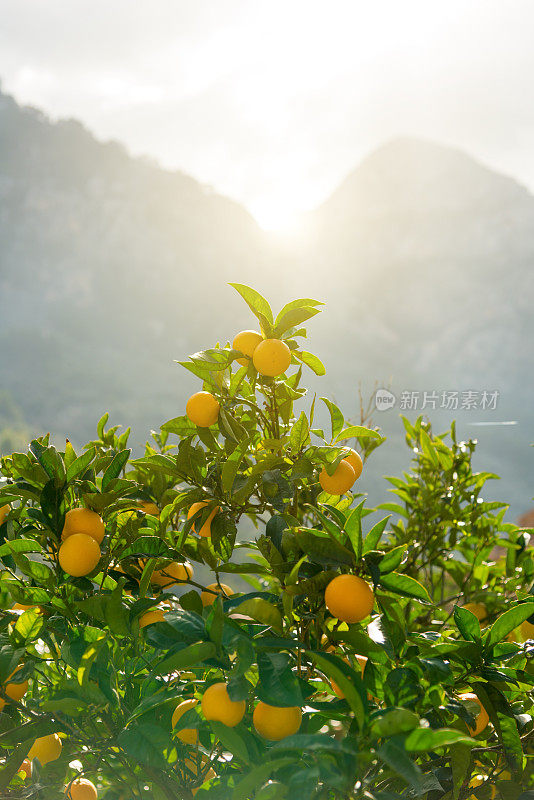 马略卡岛农场树上的橙子