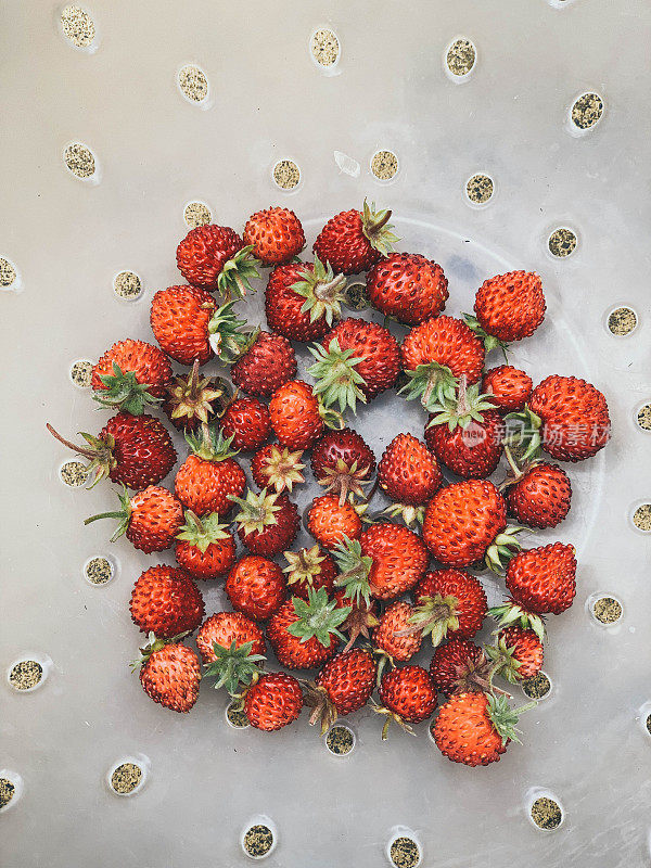 滤锅里的新鲜野草莓