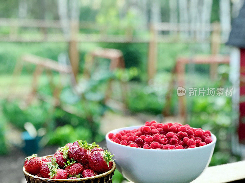 鲜嫩多汁的红草莓从我的乡间花园里摘来