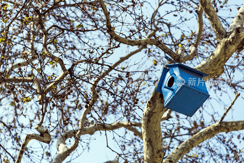 蓝色的鸟笼挂在树上