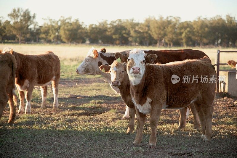 一群肉牛生小牛