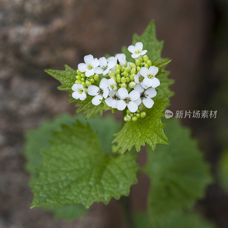 蒜芥属药用植物