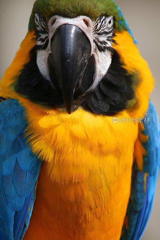 特写图像蓝色和黄色金刚鹦鹉鹦鹉从巴西亚马逊雨林，野生鸟拍摄的自然背景，多色金色和蓝色金刚鹦鹉(阿拉阿拉劳那)绿色羽毛头，眼睛，嘴，脸和头部细节，鸟笼和鸟舍宠物鹦鹉鸟
