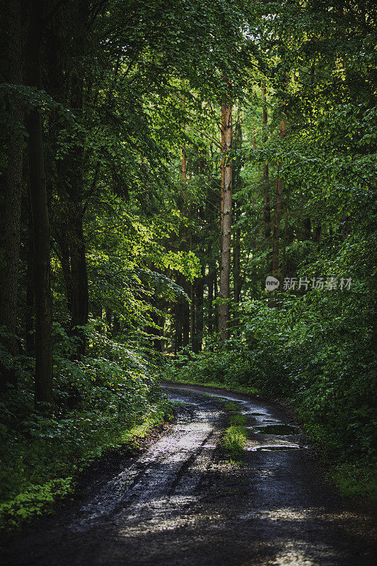 穿过雨林的路